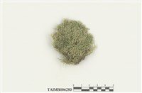 藏品(褐黃水灰苔)的圖片